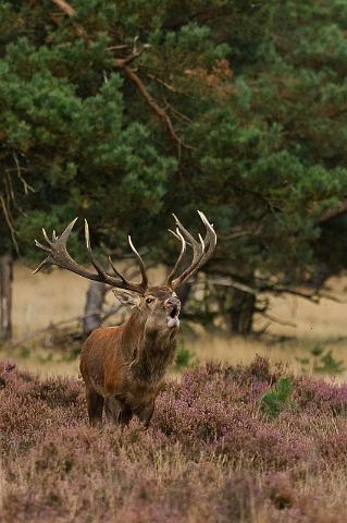 50 Hoge Veluwe, edelhert.jpg